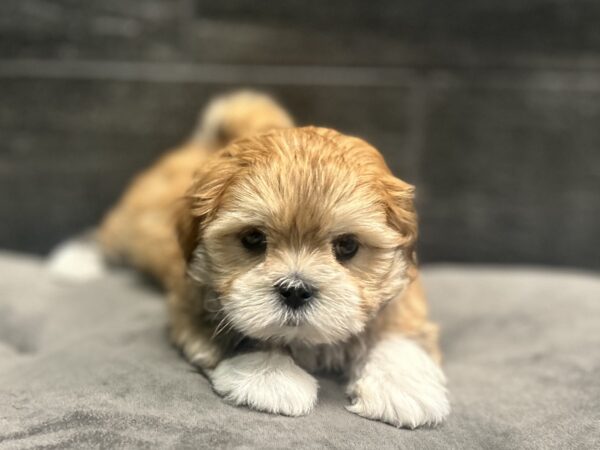 [#261873-02]  - Brown / White M Lhasa Apso Puppies for Sale