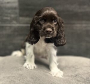 Petland Murfreesboro, Tennessee Cocker Spaniel puppy available