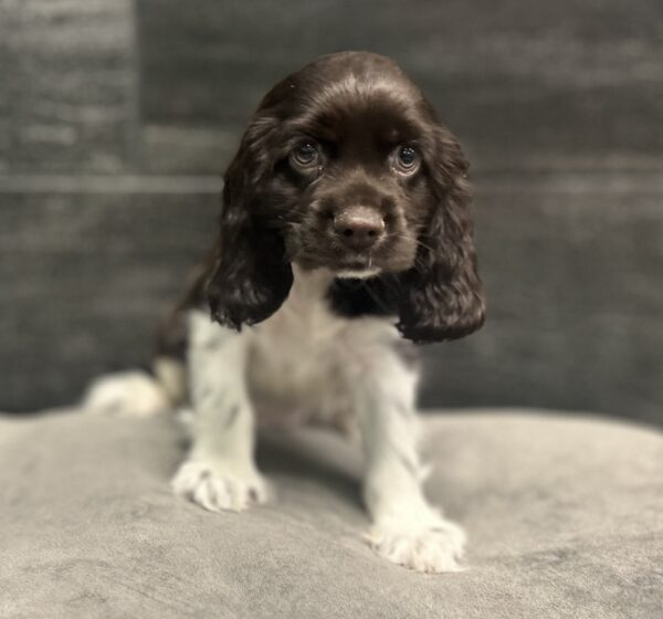 [#261864-04]  - Chocolate / White M Cocker Spaniel Puppies for Sale
