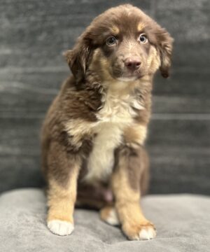 Petland Murfreesboro, Tennessee Australian Shepherd puppy available