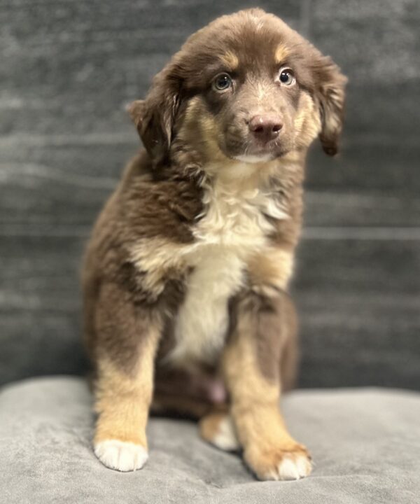 [#262325-03] Spot - Red M Australian Shepherd Puppies for Sale