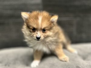 Petland Murfreesboro, Tennessee Pomeranian puppy available