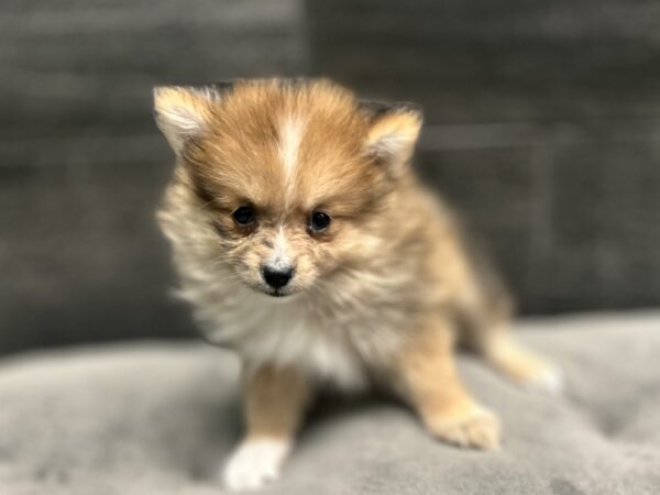 [#261876-03]  - Chocolate Merle F Pomeranian Puppies for Sale