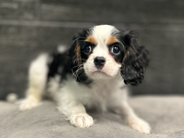 [#262282-03] Tripp - Black & White M Cavalier King Charles Puppies for Sale