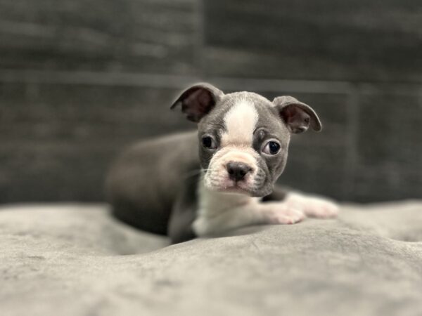 [#262367-01] Tripp - Blue & White M Boston Terrier Puppies for Sale