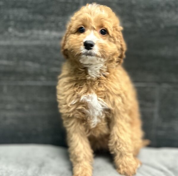 [#262362-07] Raven - Red F Mini Bernedoodle 2nd Gen Puppies for Sale