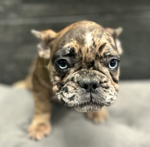 [#262003-03] Pixie - Fawn Merle F French Bulldog Puppies for Sale