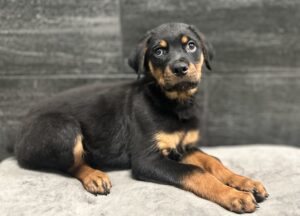 Petland Murfreesboro, Tennessee Rottweiler puppy available