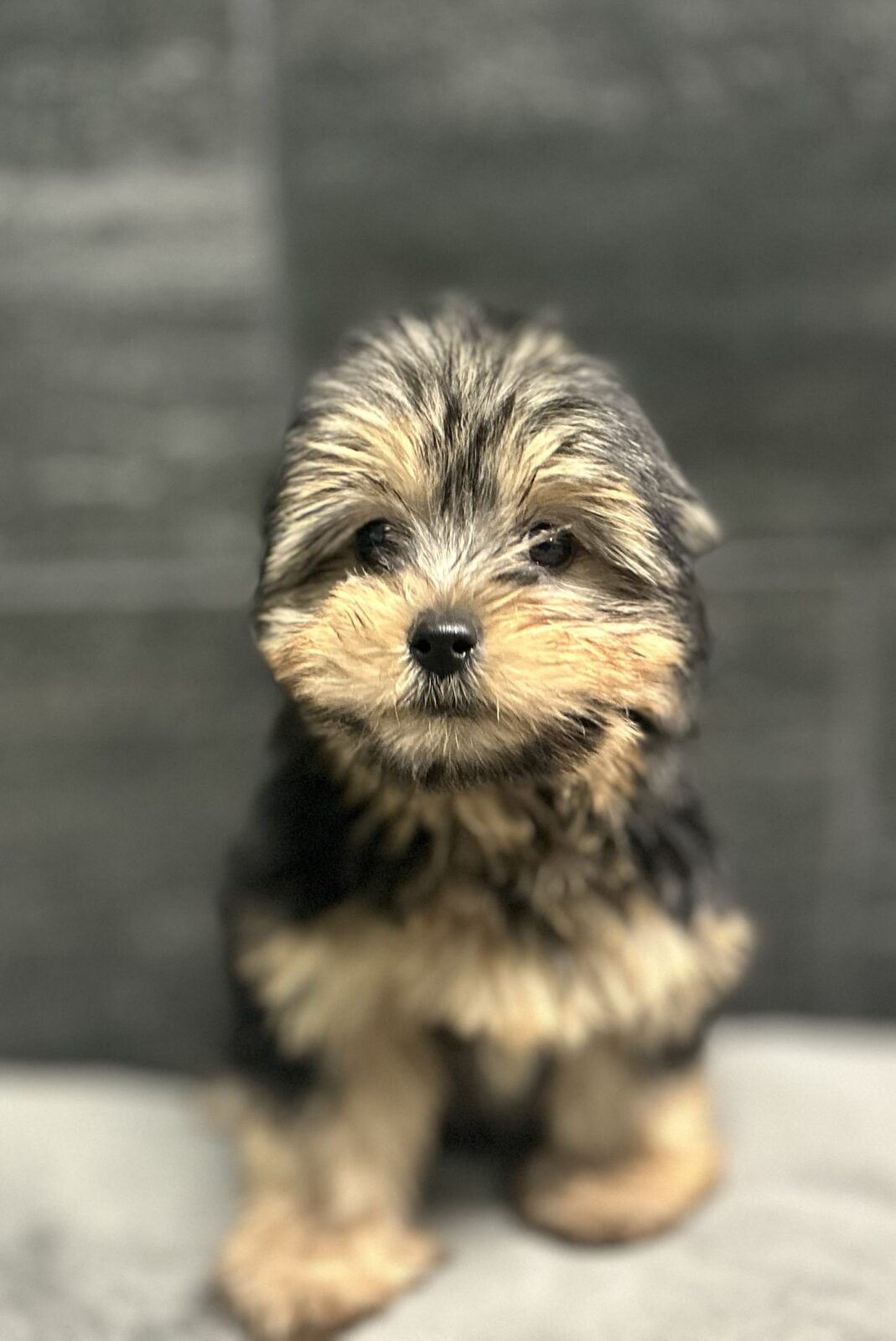 Yorkshire Terrier in Tullahoma, TN
