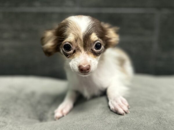 [#26533-04]  - Chocolate Merle F Chihuahua Puppies for Sale