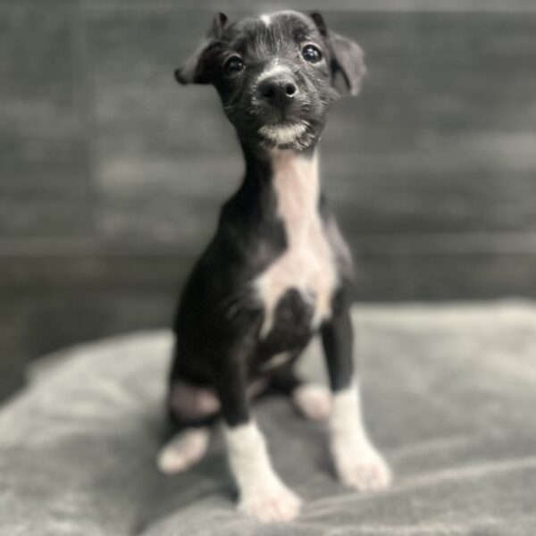 [#262396-05] Leia - Black F Italian Greyhound/Miniature Schnauzer Puppies for Sale