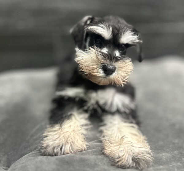[#262355-02] Sunny - Black & Silver F Mini Schnauzer Puppies for Sale