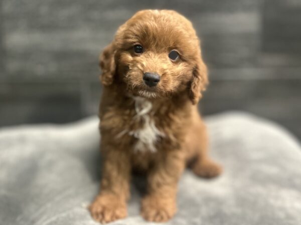 [#262422-03] Ricky - Dark Red M Mini Goldendoodle 2nd Gen Puppies for Sale