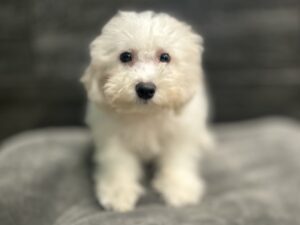 Petland Murfreesboro, Tennessee Bichon Frise puppy available