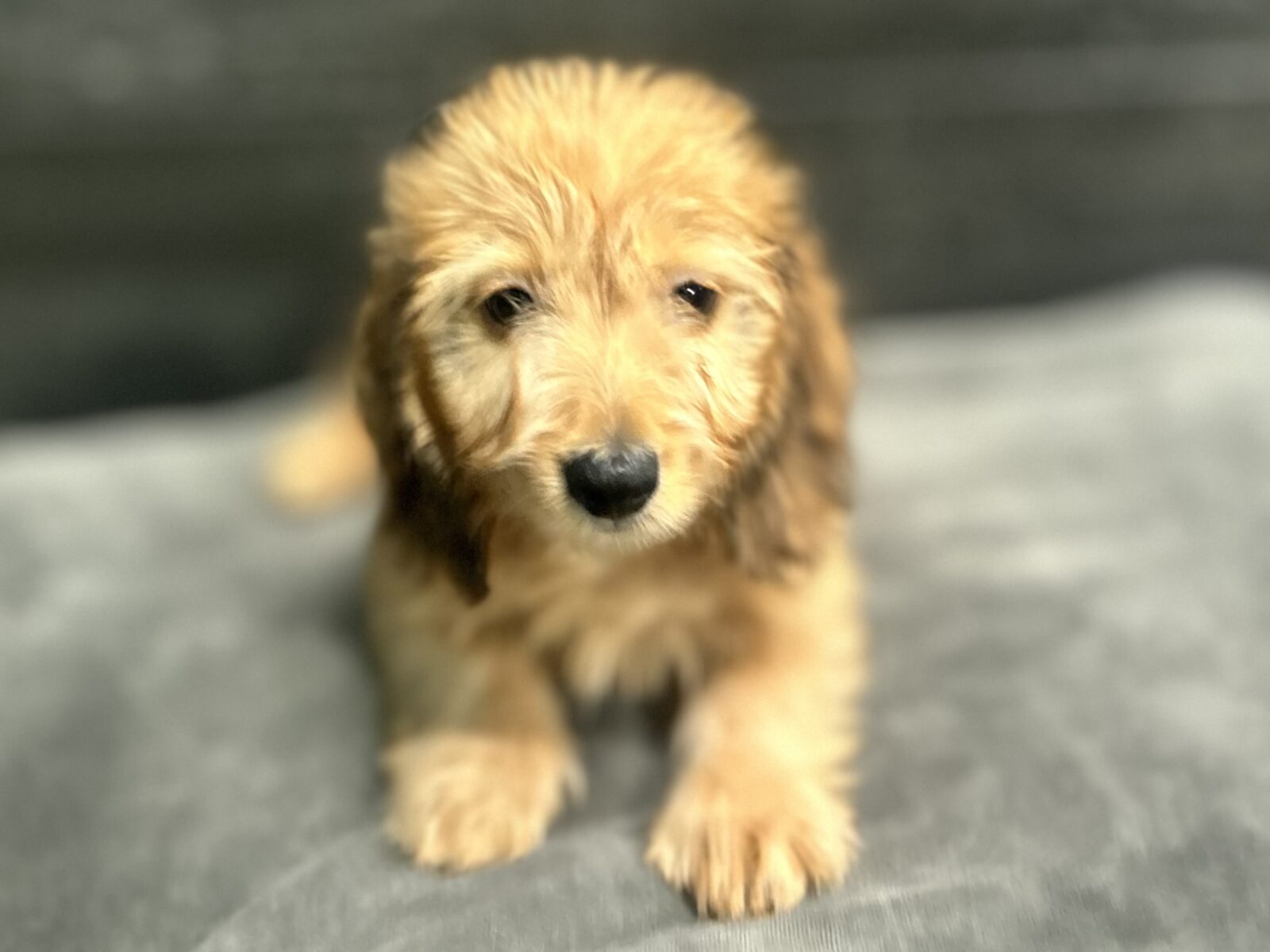 Dachshund in Christiana, TN