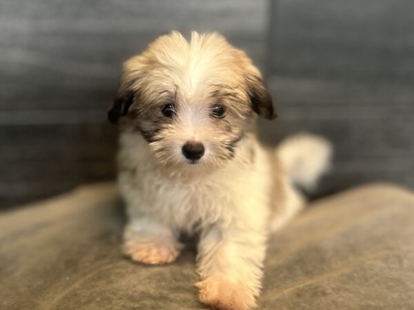 [#2662-04]  - Sable / White F Coton de Tulear Puppies for Sale