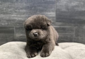 Petland Murfreesboro, Tennessee Chow Chow puppy available
