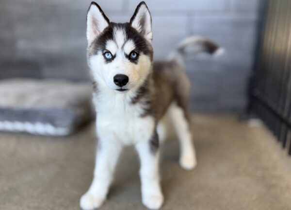 [#262220-05] Nori - Black & White F Siberian Husky Puppies for Sale