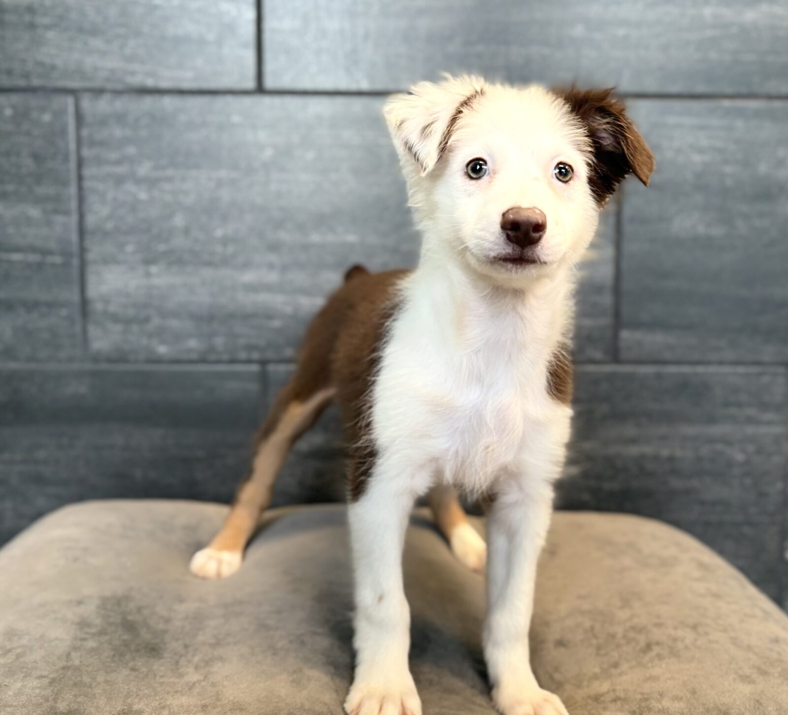 Miniature Australian Shepherd – 4528