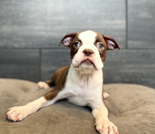 [#262345-03] Pandora - Red & White F Boston Terrier Puppies for Sale