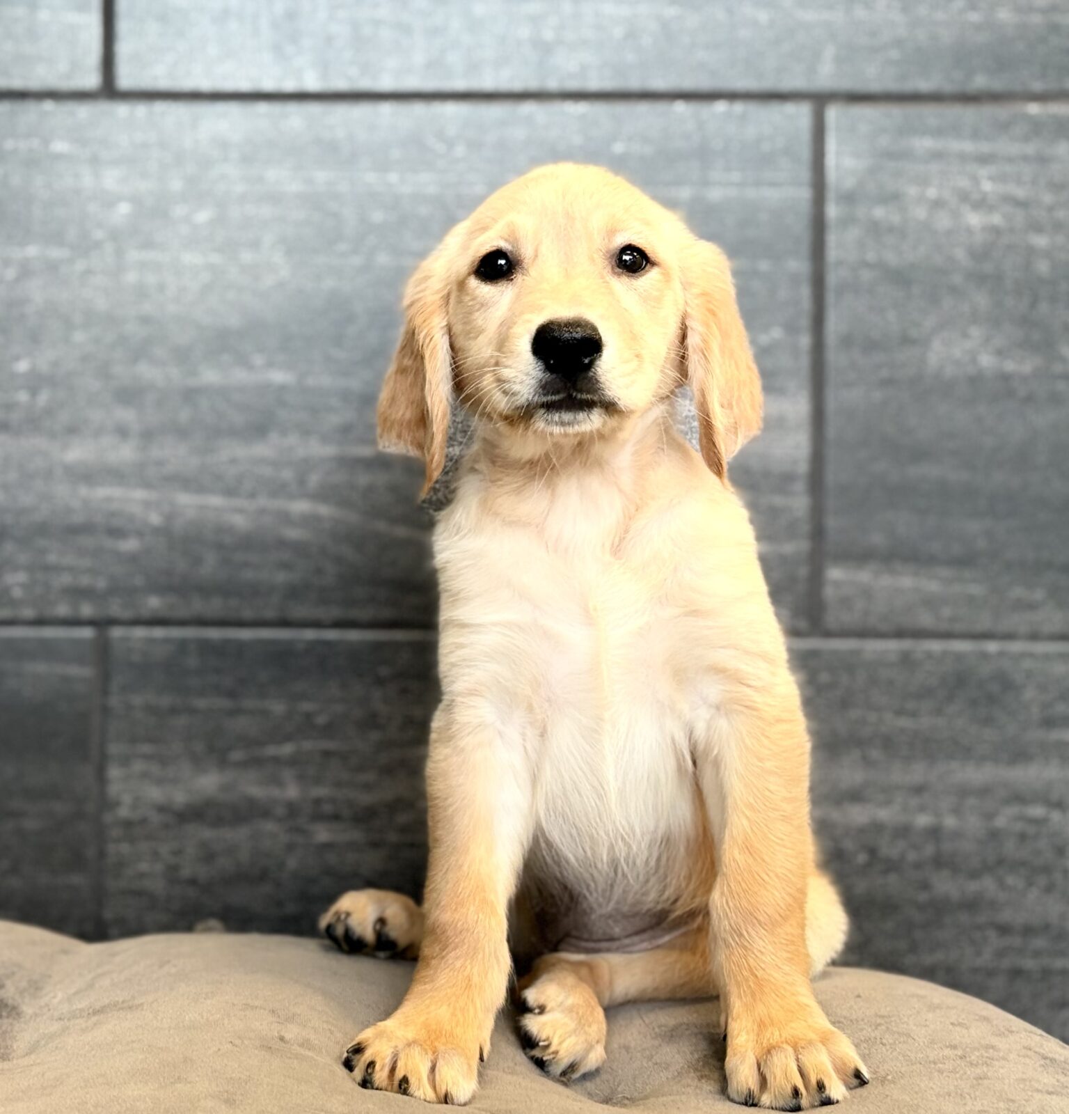 Golden Retriever – 4527