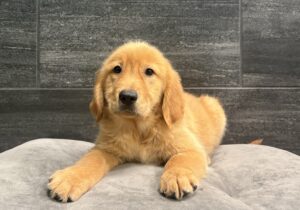 Golden Retriever – 4526