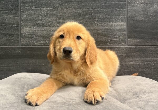 [#2660-06]  - Golden M Golden Retriever Puppies for Sale