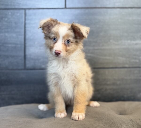 [#26484-05]  - Red Merle M Miniature Australian Shepherd Puppies for Sale