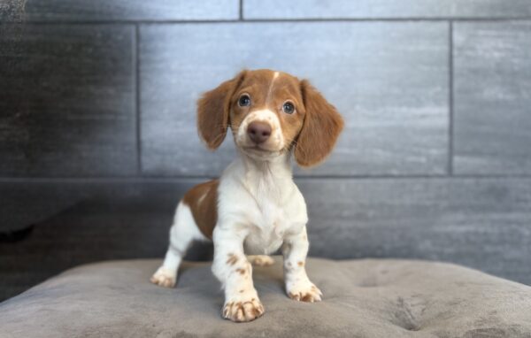 [#26367-02]  - Red M Dachshund Puppies for Sale