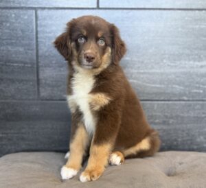 Petland Murfreesboro, Tennessee Australian Shepherd puppy available
