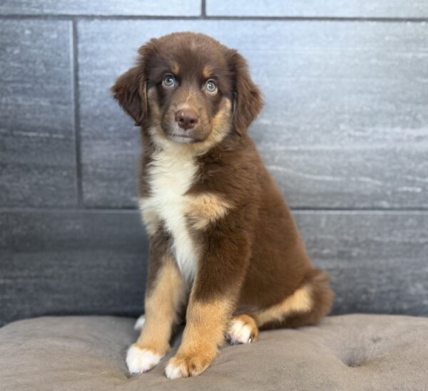 [#262325-03] Spot - Red M Australian Shepherd Puppies for Sale