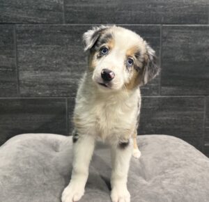 Petland Murfreesboro, Tennessee Australian Shepherd puppy available