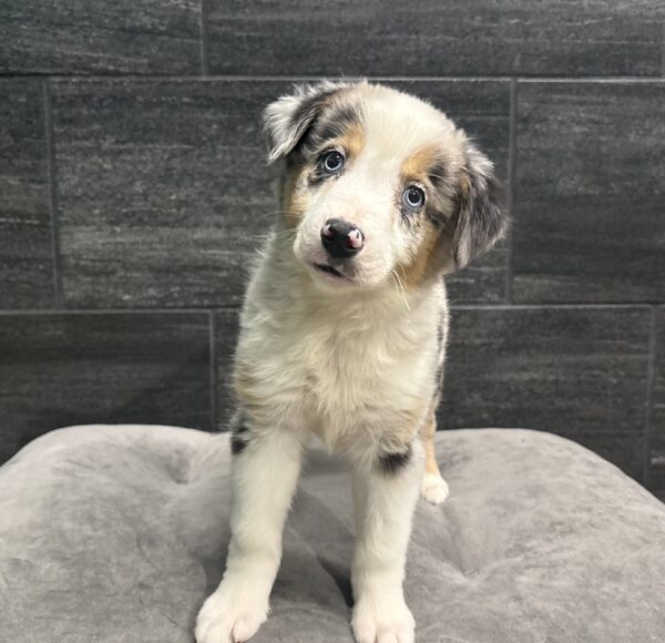 [#262109-03] Amber - Blue Merle F Australian Shepherd Puppies for Sale