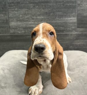 Petland Murfreesboro, Tennessee Basset Hound puppy available
