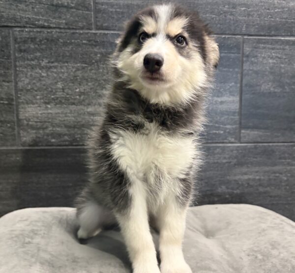 [#261841-10] Koko - Gray & White F Pomsky Puppies for Sale