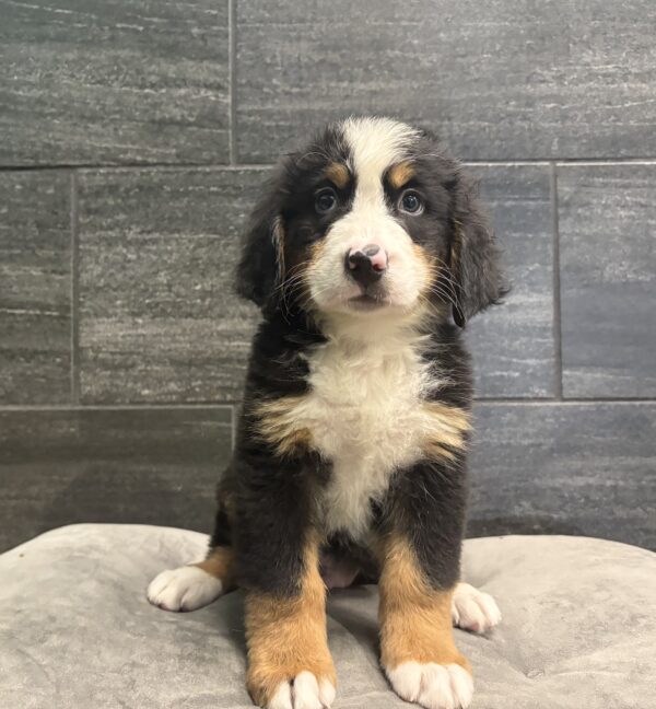 [#262053-03] Pablo - Black Tricolor M Bernese Mountain Dog Puppies for Sale