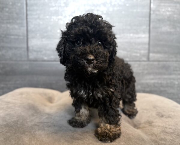 [#261692-01]  - Black / Tan M Poodle Puppies for Sale