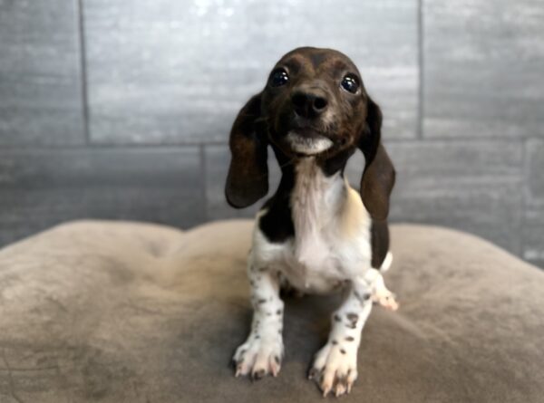 [#26138-05]  - Black / White F Dachshund Puppies for Sale