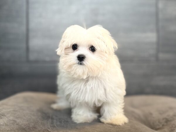 [#261966-02] Lena - White F Maltese Puppies for Sale