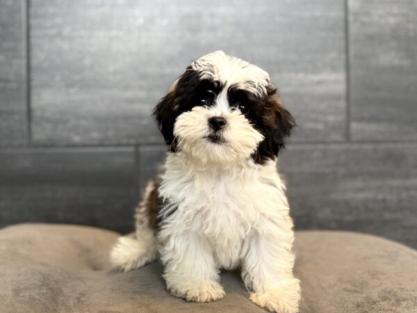 [#262065-04] Trixie - Brown & White F Teddy Bear Puppies for Sale