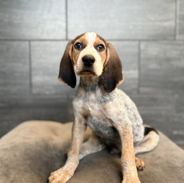 [#N08828]  - Black Tan and Blue Ticked M ENGLISH COON HOUND Puppies for Sale