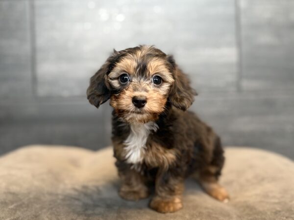 [#262205-05] Cricket - Dapple F Yorkie/Dachshund Puppies for Sale