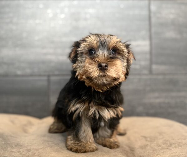 [#262144-01] Ned - Black & Tan M Yorkshire Terrier Puppies for Sale