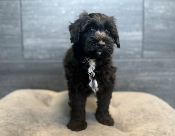 [#261991-05] Prince - Black M Mini Bernedoodle 2nd Gen Puppies for Sale
