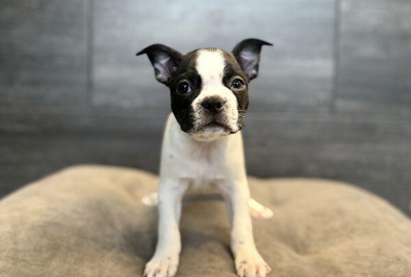 [#262106-02] Ned - White & Black M Boston Terrier Puppies for Sale