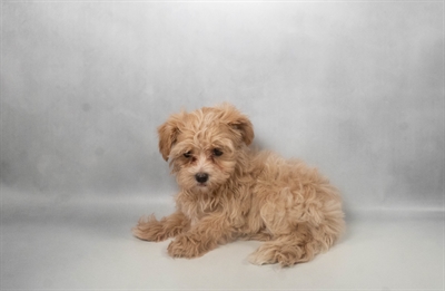 [#N10580]  - Gold F Morkie Puppies for Sale