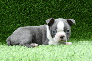 Petland Murfreesboro, Tennessee Boston Terrier puppy available