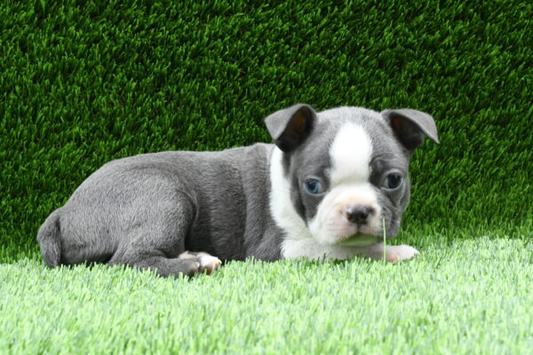 [#262367-01] Tripp - Blue & White M Boston Terrier Puppies for Sale