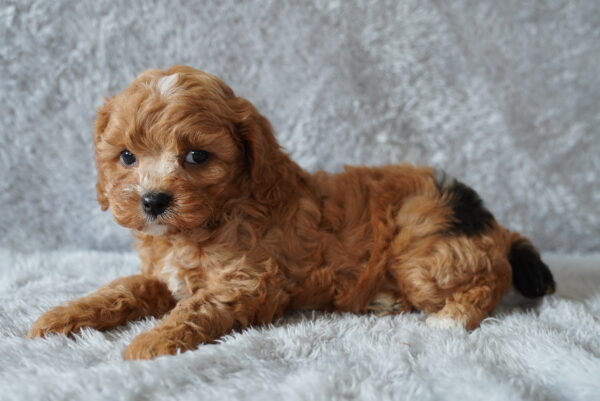 [#262024-03] Oreo - Red M Cavapoo Puppies for Sale