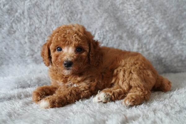 [#262023-04] Minnie - Red F Poodle Puppies for Sale